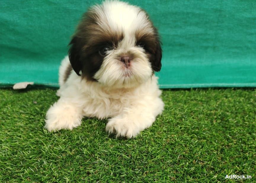 Buy online Maltese dogs near you in Mumbai