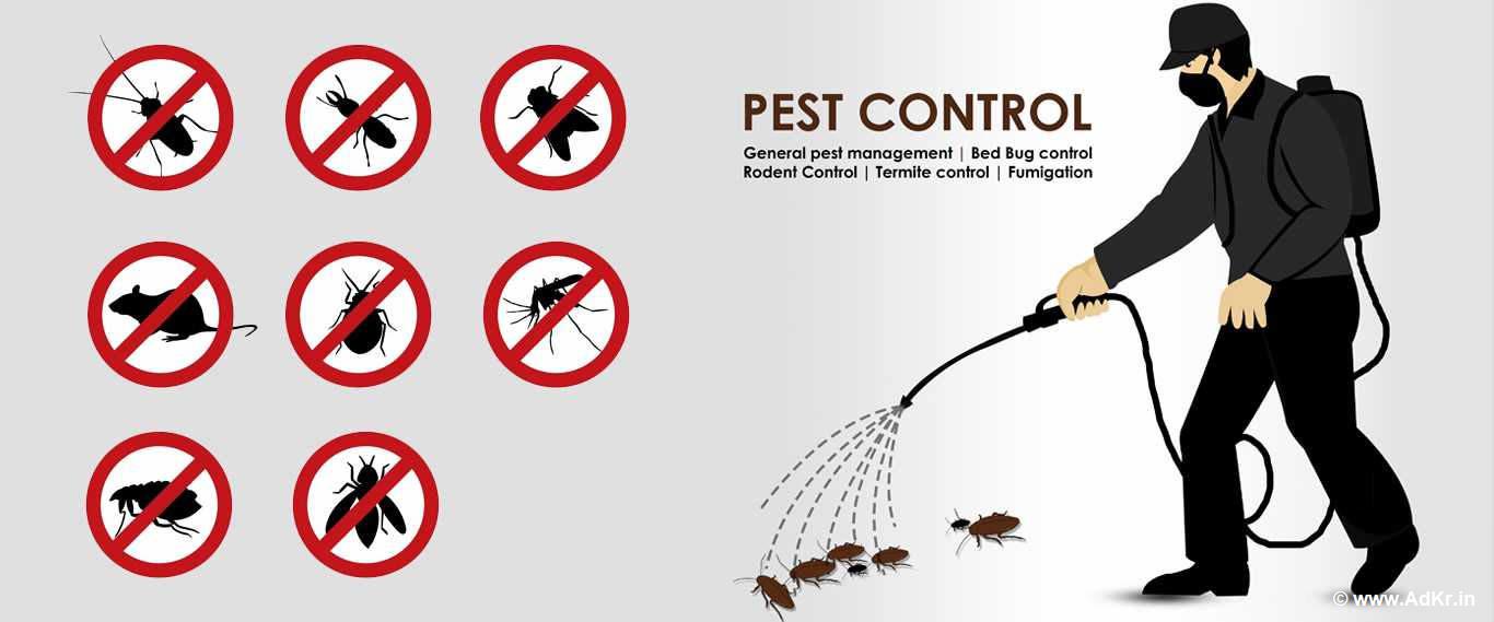 termite control services in hyderabad 